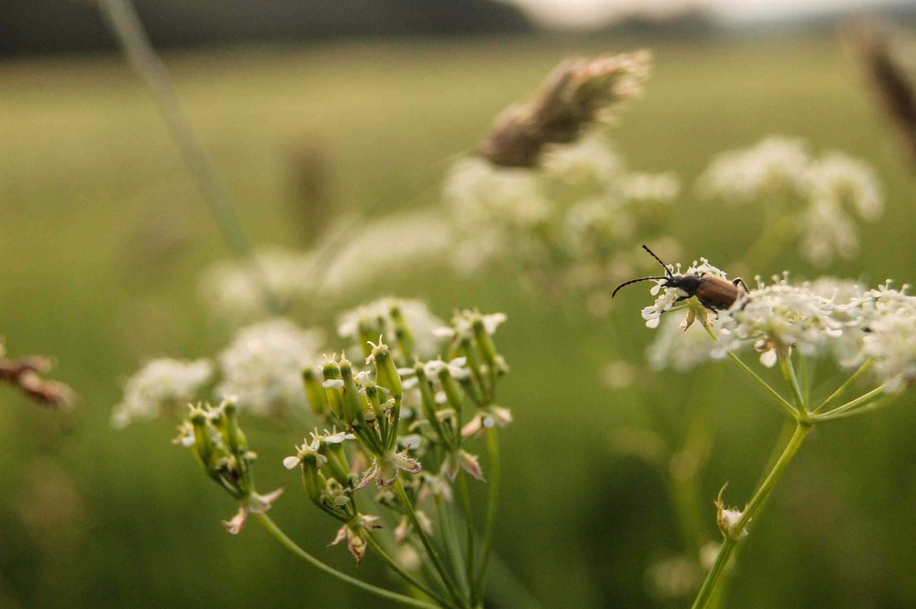 close up photo of beetle on flower